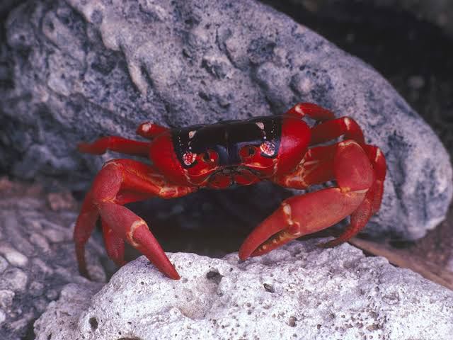 Shades of Phoenix - Feelin' Crabby (Overpour Shade)